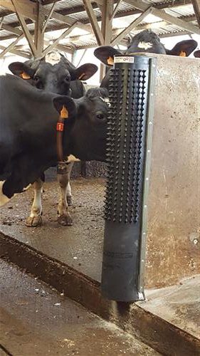 Dairy scratchy massage rubber in box met schroeven